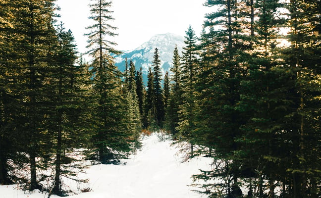 Snow trail through pine forest toward a mountain peak